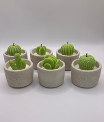 Cactus Large Tea Lights - Set of 6 - Natural Soy Candles - Bone