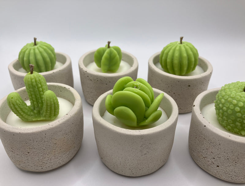 Cactus Large Tea Lights - Set of 6 - Natural Soy Candles - Bone