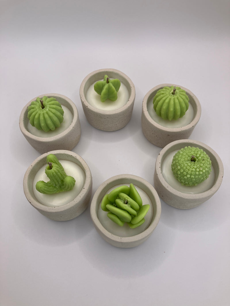 Cactus Large Tea Lights - Set of 6 - Natural Soy Candles - Bone