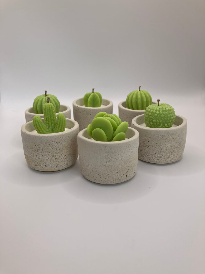 Cactus Large Tea Lights - Set of 6 - Natural Soy Candles - Bone