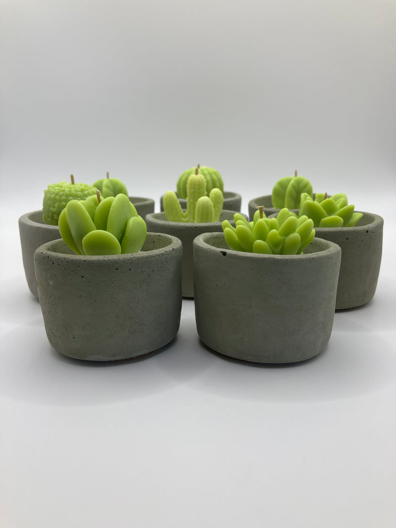 Cactus & Succulent Large Tea Lights - Set of 8 - Cactus Flower & Jade Scented - Natural Soy Candles - Gray